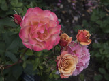 Variations on a rose bush