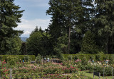 The garden and Mount Hood
