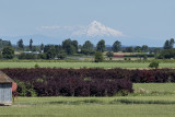 Three mountains: Mount Hood