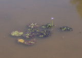 Colorful lily pads