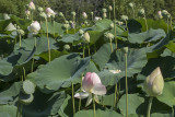 Everywhere lotus