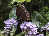The Butterfly Pavilion (4)