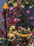 The Butterfly Pavilion (6)