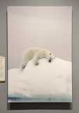 Polar Bear, by Joshua Holko