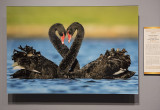 Black Swans, by Ofer Levy