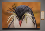 Northern Rockhopper Penguin, by Denise Ippolito