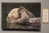 Sea Otter, by Jess Findlay