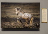 Wild Mustang, by Verdon Tomajko