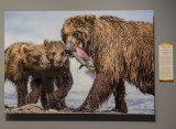 Brown Bear and Cubs, by Marco Urso