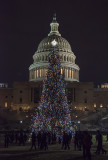 US Capitol Christmas Tree