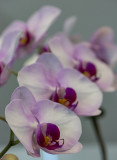 Repeating orchids