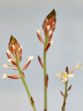 Orchids in waiting