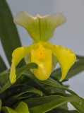 Yellow on yellow