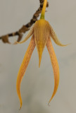 Long-legged orchid
