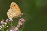 Meadow Brown