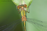 Willow Emerald