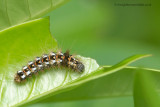 caterpillar for ID
