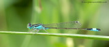 Blue-tailed Damselfly