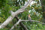 Hoopoe