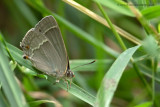 Purple Hairstreak