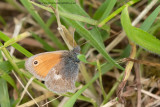 Small Heath