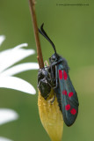 Six-Spot Burnet moth