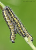 caterpillars of Large White butterfly