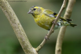 Siskin