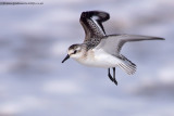 Sanderling