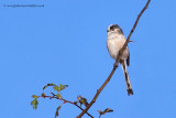 Long-tailed Tit