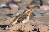 Snow Bunting