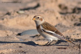 Snow Bunting