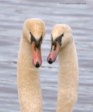 Mute Swan