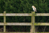 Barn Owl