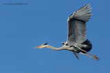 Grey Heron