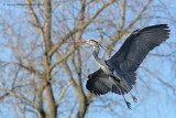 Grey Heron