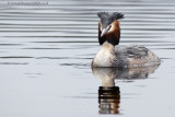 Great Crested Grebe