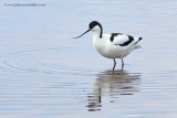 Avocet