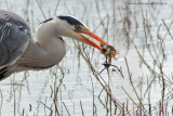 Grey Heron