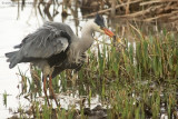 Grey Heron