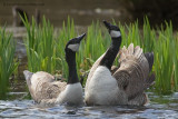 Canada Goose