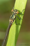 Large Red Damselfly