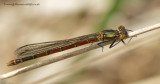 Large Red Damselfly