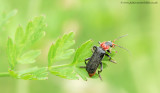 Soldier Beetle