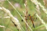 Four-spotted Chaser - colour form praenubila