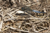 Black-tailed Skimmer