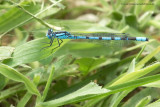 Common Blue Damselfly