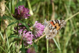 Painted Lady