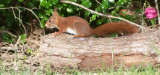 Red Squirrel