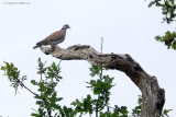 Turtle Dove